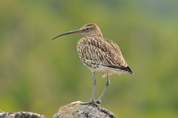 whimbrel-standing-on-rock