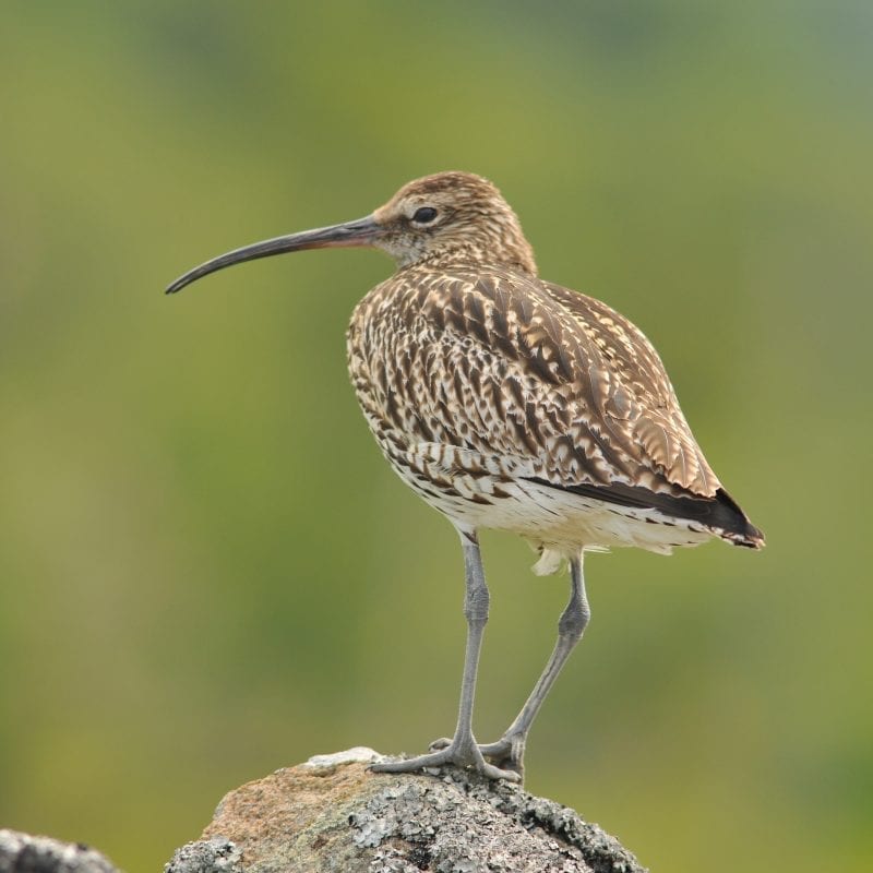 whimbrel-standing-on-rock