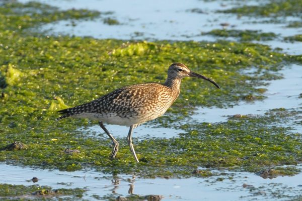 whimbrel-wading-through-algae-filled-water