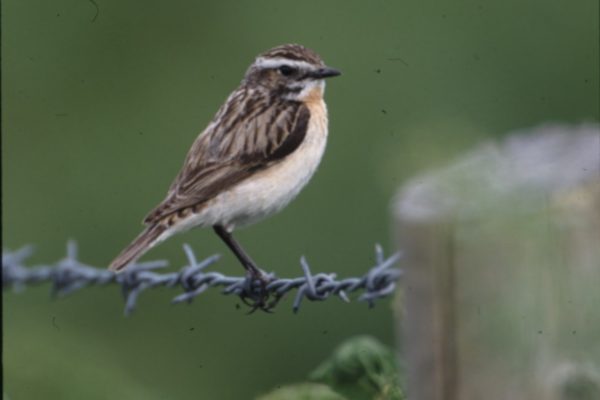 whinchat-perched-on-barbed-wire