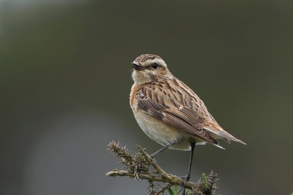 whinchat-perching-looking-towards