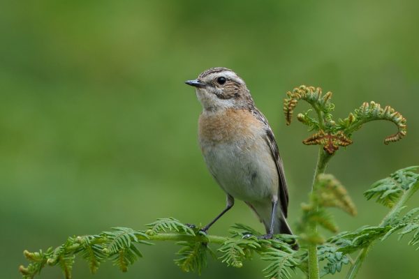 whinchat-perched-on-fern