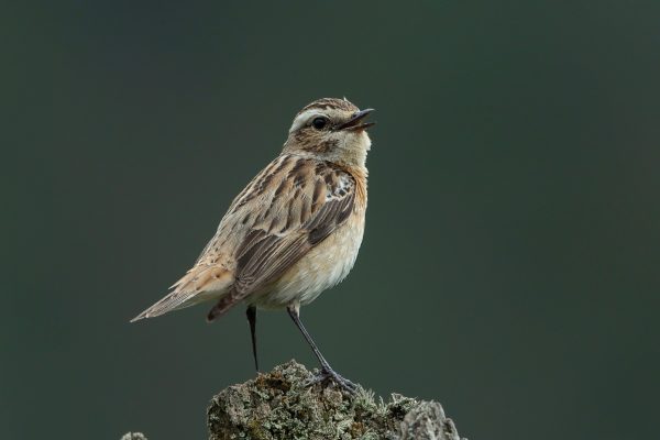 whinchat-singing