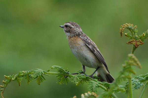 whinchat-perched-on-fern-looking-away