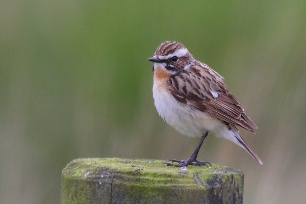 whinchat-standing-on-post