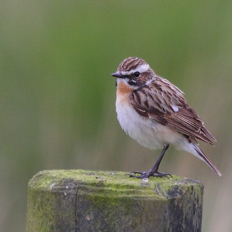 whinchat-standing-on-post