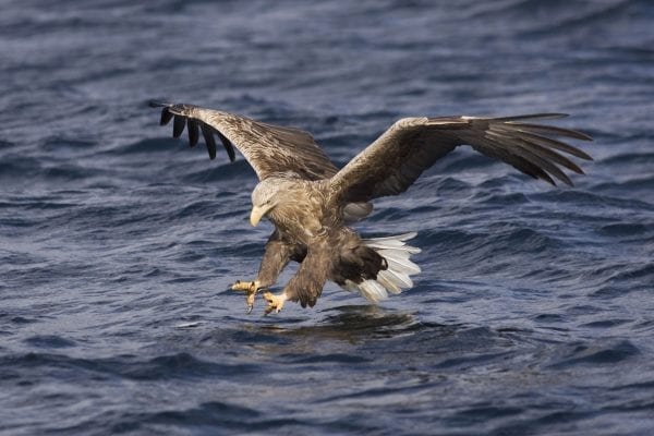 white-tailed-eagle-hunting-fish-with-wings-spread-and-talons-poised