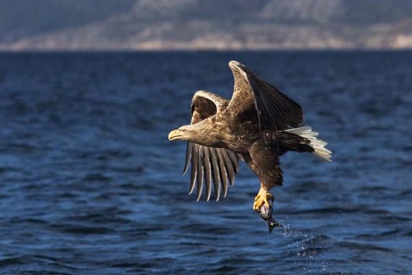 white tailed eagle