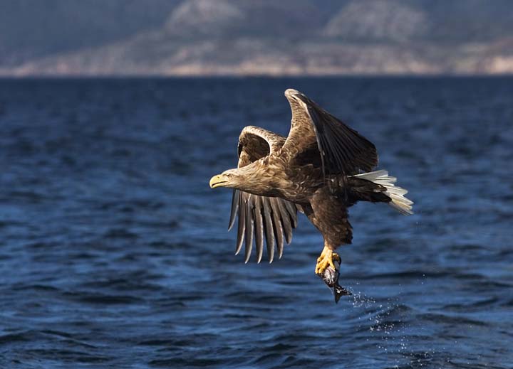 white-tailed-eagle-with-fish-prey-in-talons