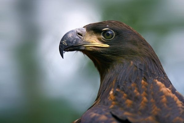 white tailed eagle