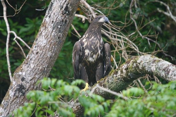 white-tailed-eagle-standing-in-a-tree