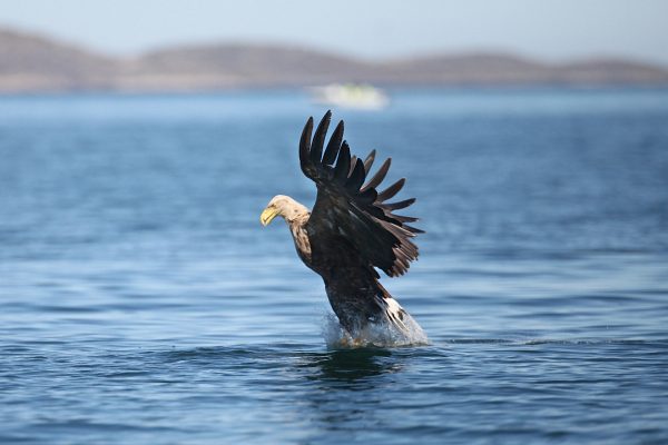 white-tailed-eagle-making-a-splash-to-catch-fish