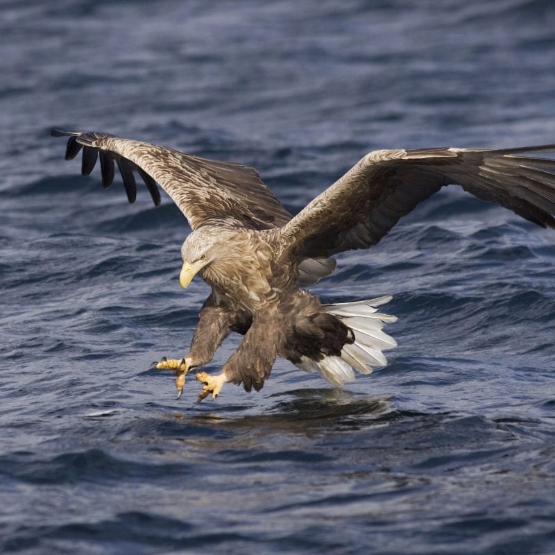 white-tailed-eagle-hunting-for-fish