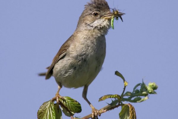 whitethroat-perched-on-bramble-with-insect-prey