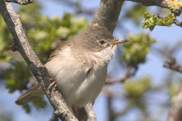 whitethroat-perched-in-tree