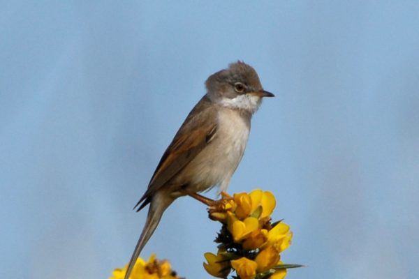 whitethtroat-perched-on-top-of-gorse