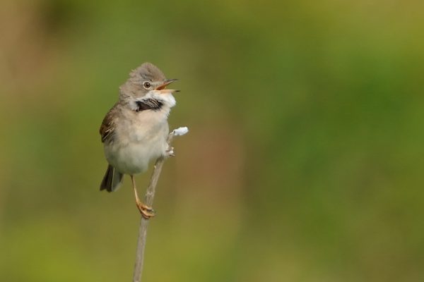 whitethroat-perched-on-end-of-stick