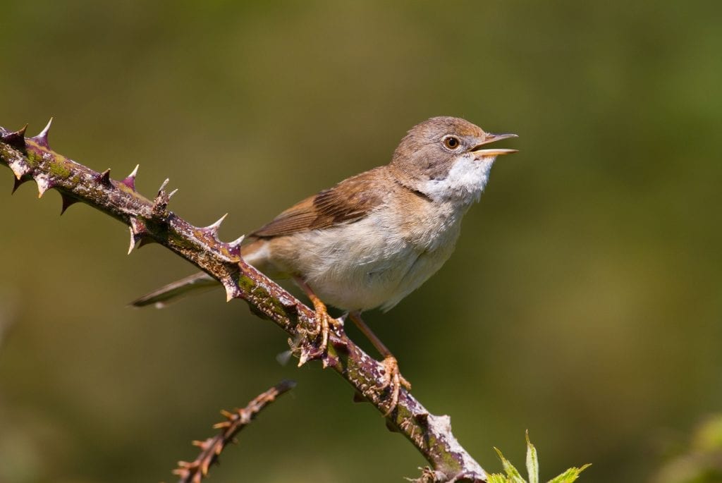 Cape Clear Courses - BirdWatch Ireland