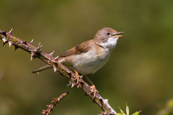 whitethroat-perched-on-bramble
