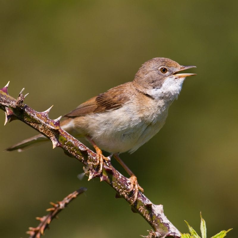 whitethroat-perched-on-bramble