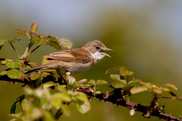 whitethroat-perched-on-bramble-singing