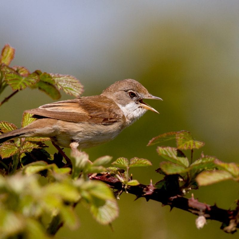 whitethroat-perched-on-bramble-singing