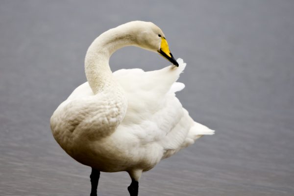 whooper-swan-standing-in-water