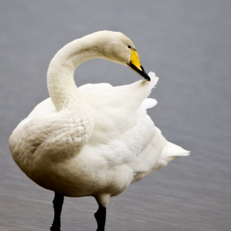 whooper-swan-standing-in-water