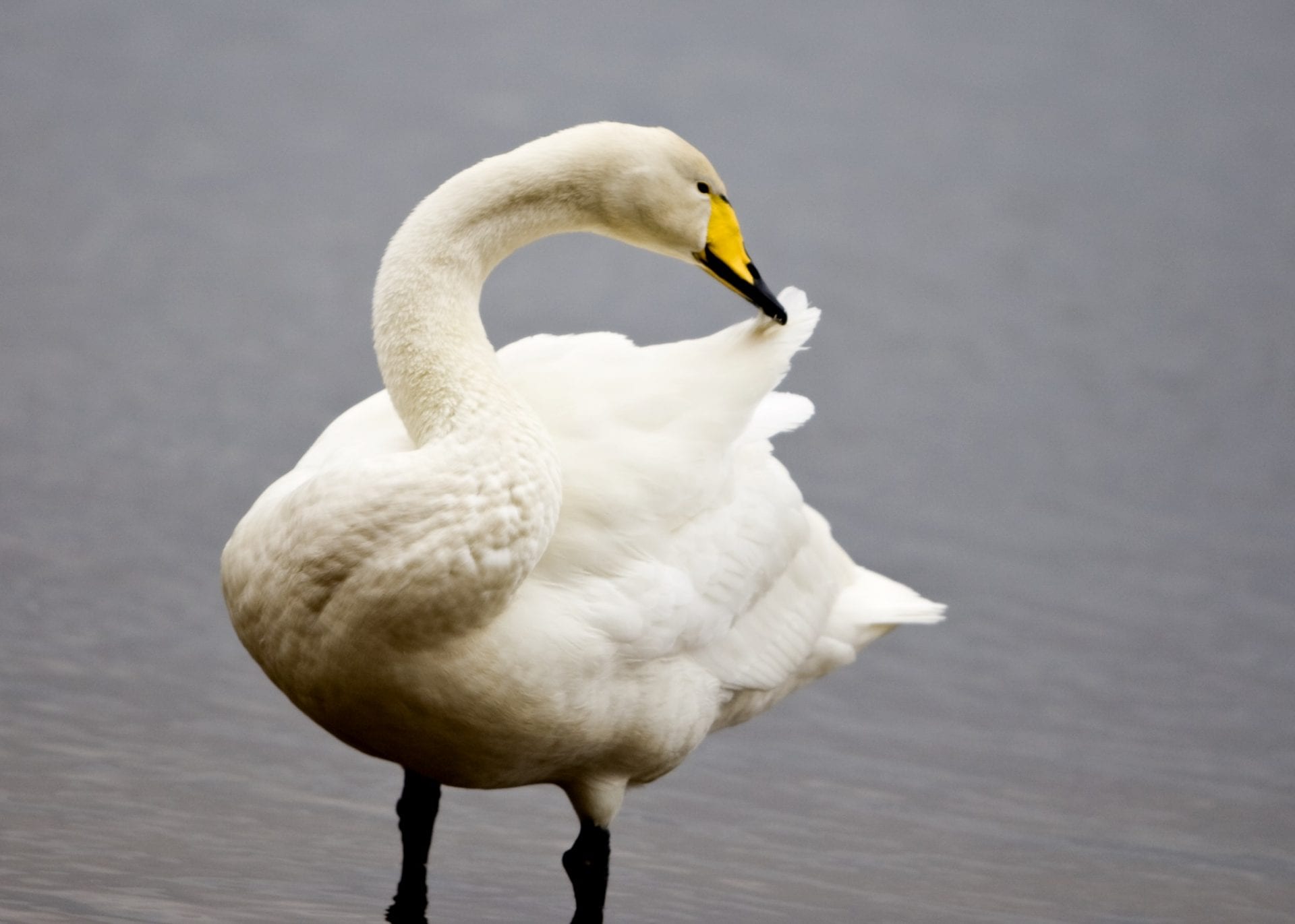 whooper-swan-standing-in-water