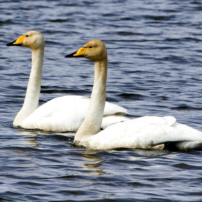 two-whooper-swans-swimming-side-by-side