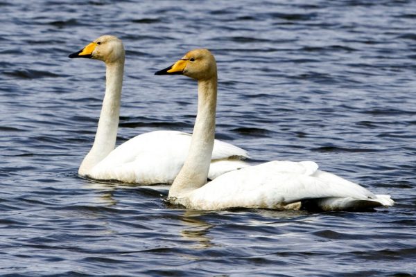 two-whooper-swans-swimming-side-by-side