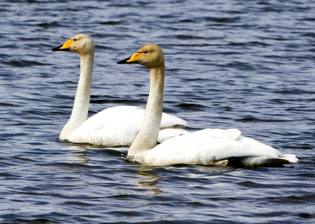 two-whooper-swans-swimming-side-by-side