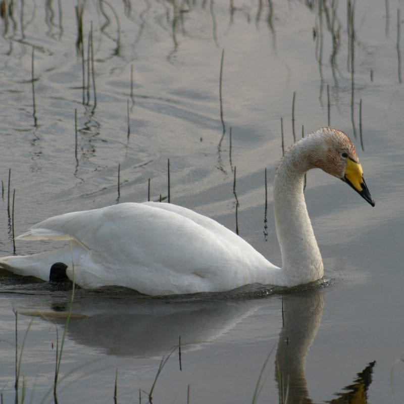 whooper-swan-on-the-water