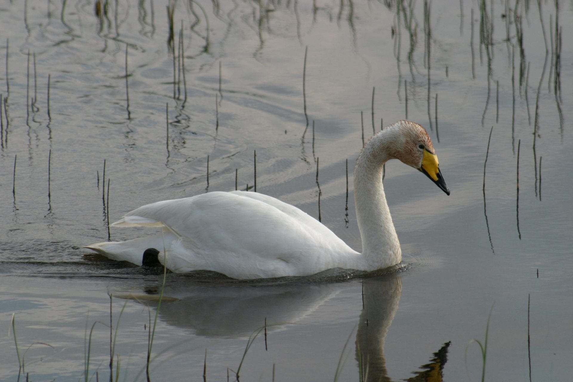 whooper-swan-on-the-water