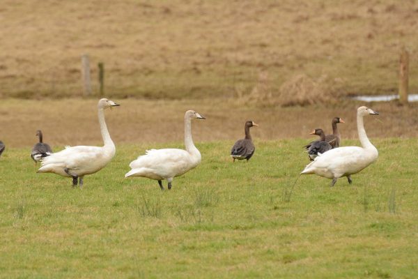 Whooper Swan - B Burke