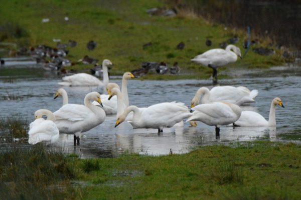 Whooper Swan - B Burke (14)