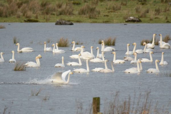 Whooper Swan - B Burke (16)