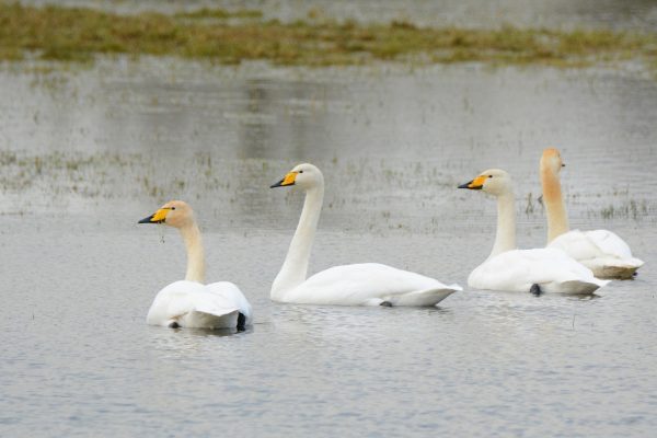 Whooper Swan - B Burke (6)