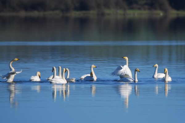 Whooper Swan - B Burke