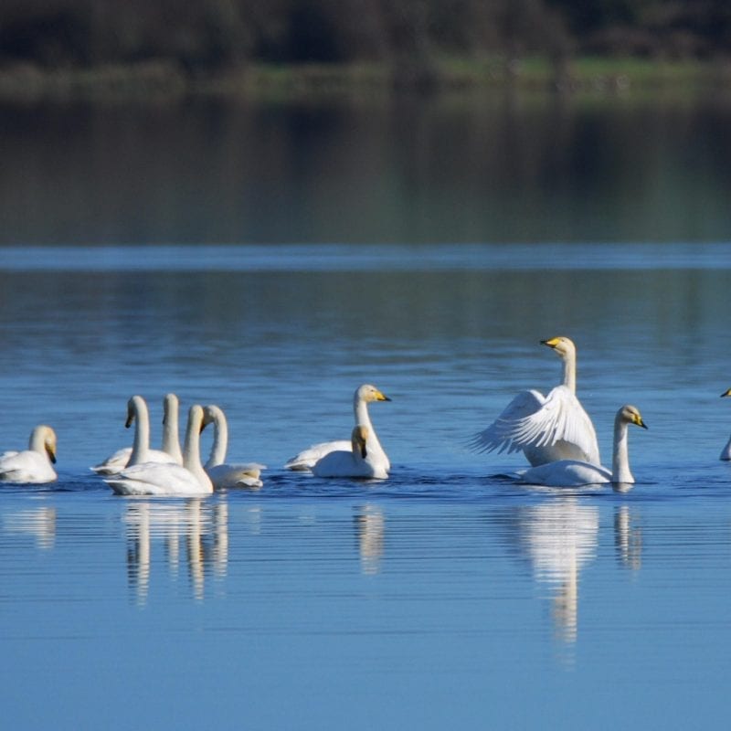 Whooper Swan - B Burke