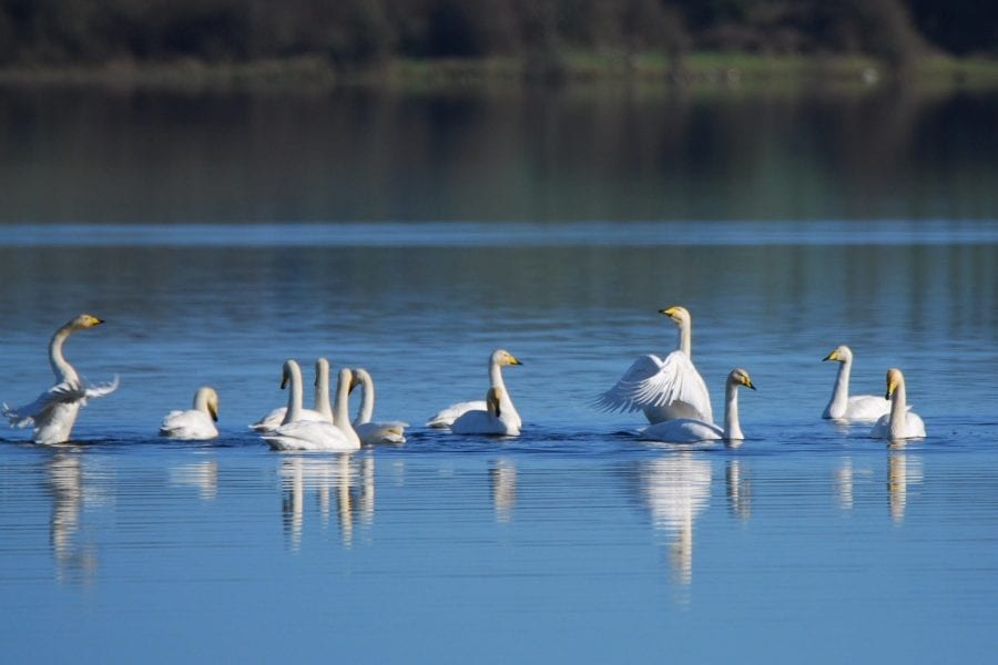 Whooper Swan - B Burke