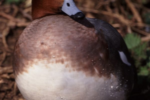 wigeon-displaying-head-crest-and-white-breast