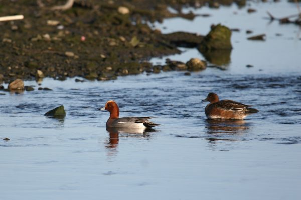 two-wigeon-on-water