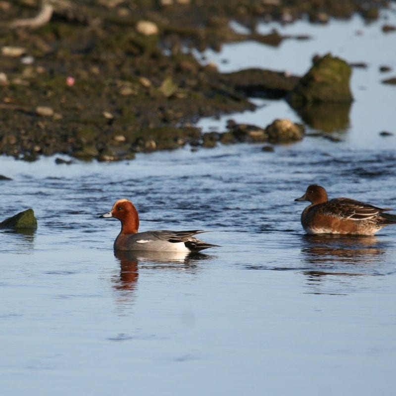 two-wigeon-on-water