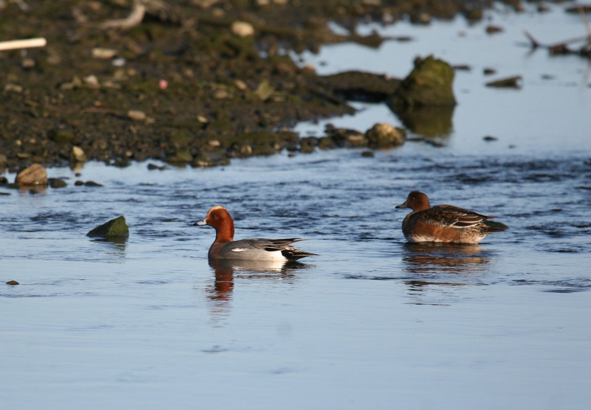two-wigeon-on-water