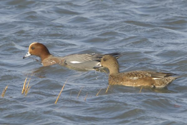 male-and-female-wigeon-swimming-side-by-side