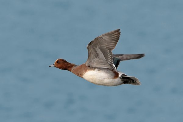 male-wigeon-in-flight