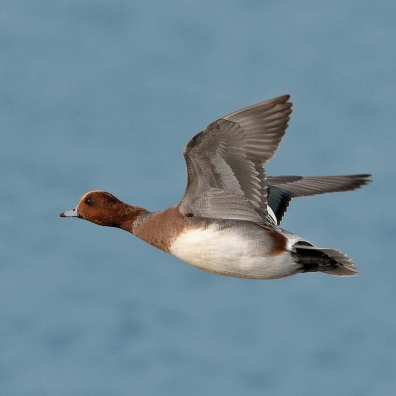 male-wigeon-in-flight