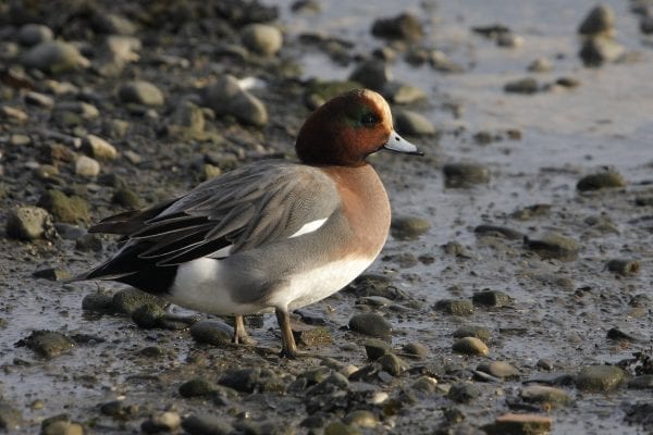 male-wigeon-standing-on-pebble-lough-shore