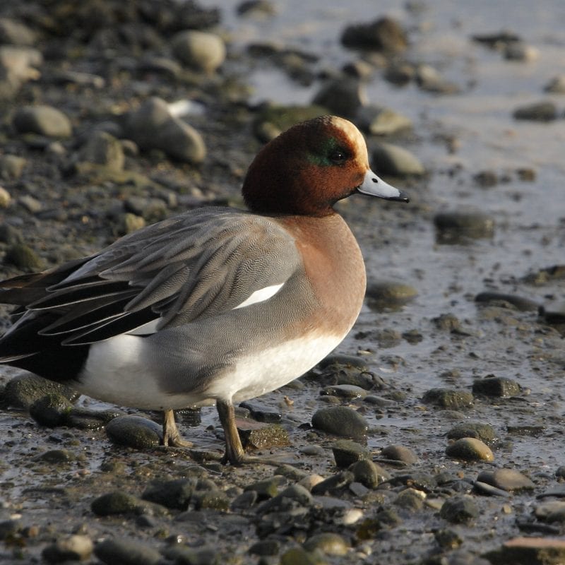 male-wigeon-standing-on-pebble-lough-shore